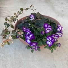 寄せ植え