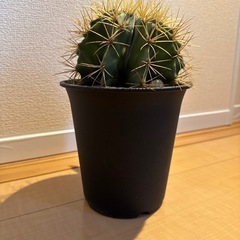 サボテンの画像