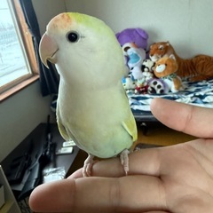 コザクラインコ 至急募集します。