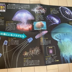 新品　クラゲポスター
