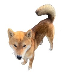 可愛い可愛い柴犬レスキュー♥️