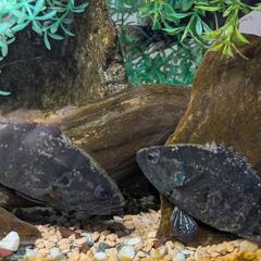 オヤニラミの画像