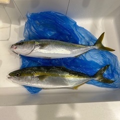 『明石中心』釣り仲間募集 - その他