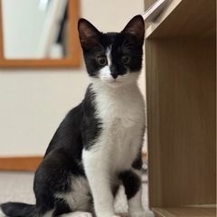 遊び好きな4ヶ月の女の子の子猫が新しいお家を探しています
