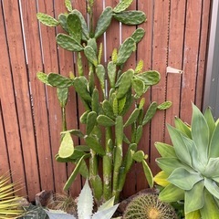 ウチワサボテン