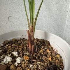 カナリーヤシ　フェニックス
の画像