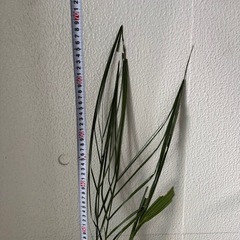 カナリーヤシ　フェニックス
の画像
