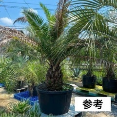 カナリーヤシ　フェニックス
の画像
