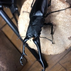 ギラファノコギリクワガタ 亜種ケイスケ ♂単の画像