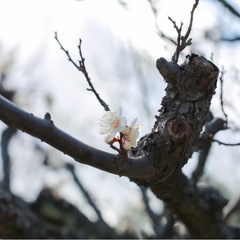 花火やりませんか✨