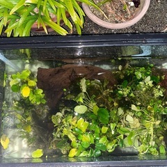 水草の画像
