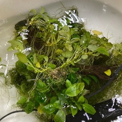 水草