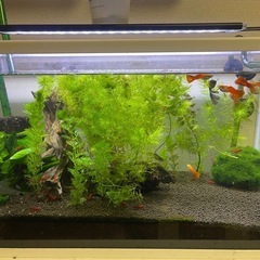 アクアリウム(水槽ごと)