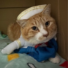 探してます