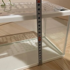 今週末まで！アクリル水槽の画像