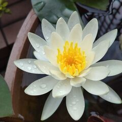 睡蓮　オドラータミノール