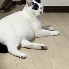 この子の幸せを願って…(受付再開します) - 猫