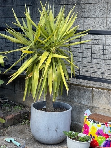 メキシコチモラン