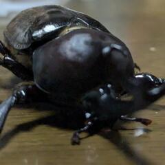 カブトムシの幼虫