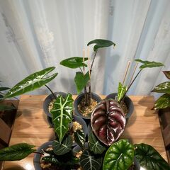 観葉植物 アロカシア8種セット