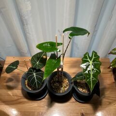 観葉植物 アロカシア3種セット