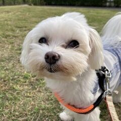 犬の散歩代行サービス