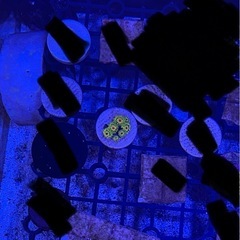 マメスナサンゴ ラスタ 海水魚