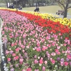 吉田町チューリップ祭り行きたい方募集🌷