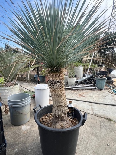 ユッカ ロストラータ(Yucca rostrata) 特大株 引き取り限定 【公式通販】