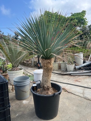 ユッカ　ロストラータ(Yucca rostrata) 特大株　引き取り限定