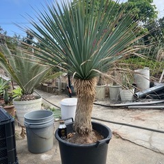 ユッカ ロストラータ(Yucca rostrata) 特大株 引き取り限定