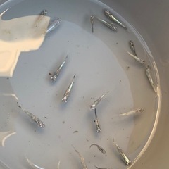 値下げ　カンナギ　メダカ　めだか