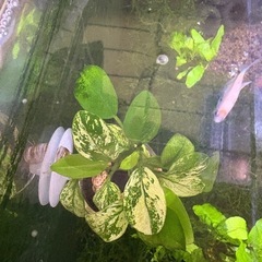 アヌビアスナナ斑入りホワイトマーブルの画像