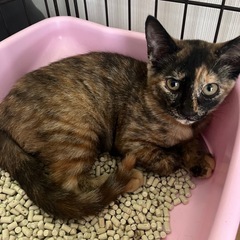 サビ猫 女の子(トライアル中)