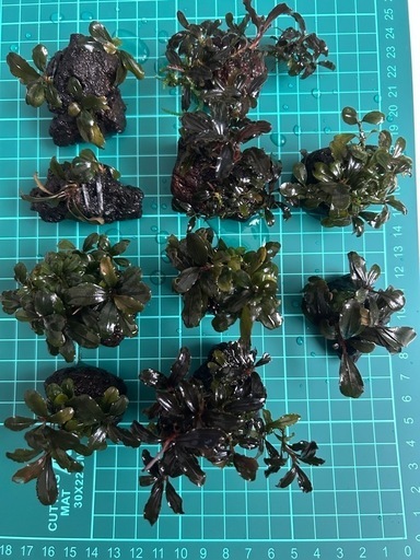 ブセファランドラ SP セット