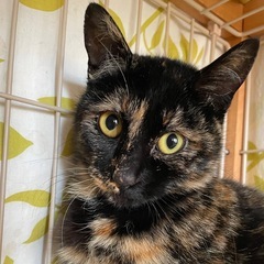 再トライアル決定しました🌱　お膝の上が大好き さびねこ9か月　さ...