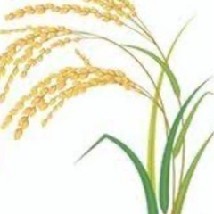 令和6年度コシヒカリ