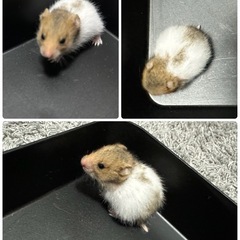 〔取引中〕ゴールデンハムスターノーマル