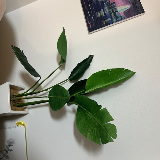 観葉植物