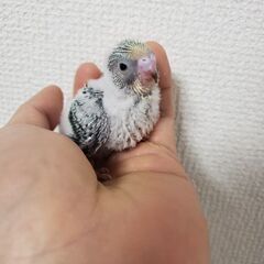 【募集停止】セキセイインコ ヒナ