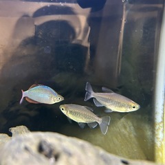 熱帯魚(グラミー1匹、テトラ系3匹)の画像