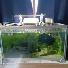 NISSO52cm水槽、魚、水草セット