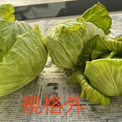 キャベツ