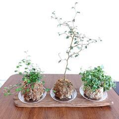 苔玉　観葉植物の画像
