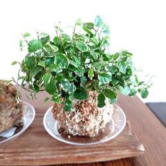 苔玉　観葉植物の画像