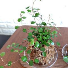 苔玉　観葉植物の画像