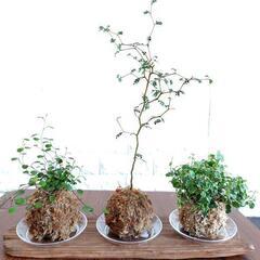 苔玉　観葉植物