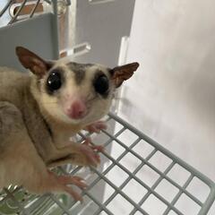 モモンガ　オス　