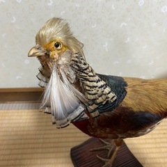 [取引決定]値下げ！キンケイ金鶏　錦鶏の剥製の画像