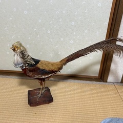 [取引決定]値下げ！キンケイ金鶏　錦鶏の剥製の画像